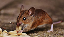 24 Hour & Emergency Exterminators in Weldon, NC